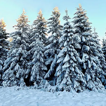 Jessis Harz *
